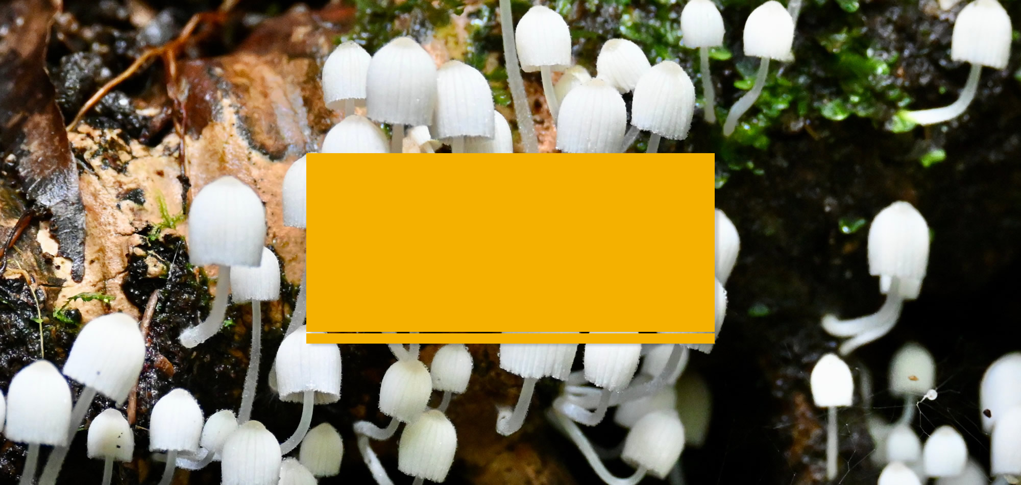 Formación en Supervisión Sistémica